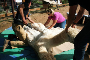 alpaca shearing preparation